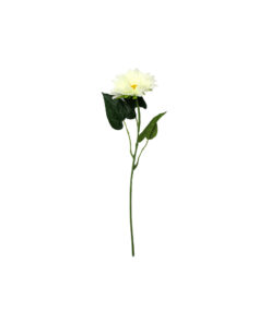 Single gerbera in white colour