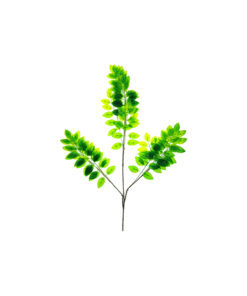 Elm Tree Branch 65cm