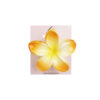 Orange & Yellow Frangipani Hair Claw Clip 1pc