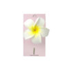 Original Frangipani Hair Pin 1pc