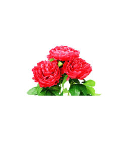 Alternative view of Red Peony 5 Head 48cm