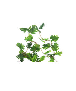 Alternative view of Monstera Leaf 275cm