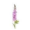 Purple Delphinium Stems 31 Flowers 105cm