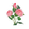 Pink Rose Flower With 2 Heads and 1 Bud 59cm