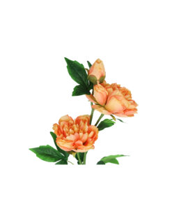 Orange Large Peony Bush With 3 Heads 82cm