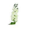 White Delbine Flower Single 80cm