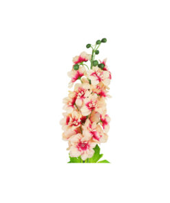 Peach Delbine Singe Flower 80cm