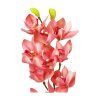 Pink Orchid With Pink Stamen 71cm