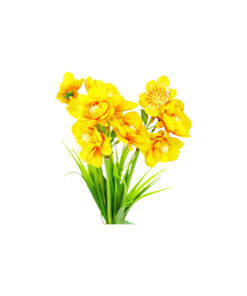 Alternative view of Yellow Narcissus Flower 3 Heads 35cm
