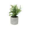 Artificial Rosemary in Cement Pot 10 x 10 x 23cm