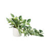 Green Leaf Artificial Zebrina with Ceramic Pot 9x9x40cm