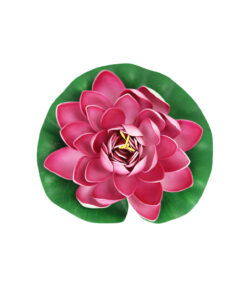 Pink Floating Water Lily 18cm