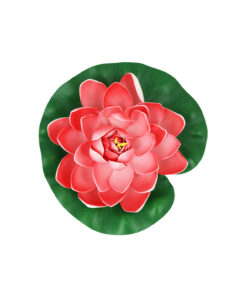 Pastel Red Floating Water Lily 18cm