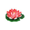 Pastel Red Floating Water Lily 18cm