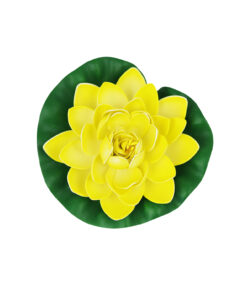 Yellow Floating Water Lily 18cm