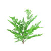 Green Fern Leaves Bunch 7 branch 57cm
