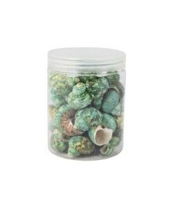 Green Natural Sea Shells 300g