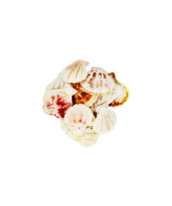 Alternative view of Sea Shell SS135 300g