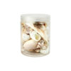 Sea Shell Set