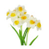White Daffodil 3 Branched 79cm