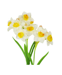 White Daffodil 3 Branched 79cm