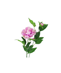 Purple Green Tea Peony 74cm