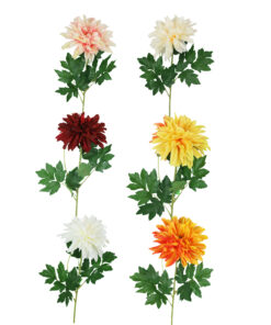 Single Dahlia 65cm Assorted