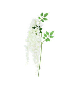Lime White Bean Flower Cane 129cm