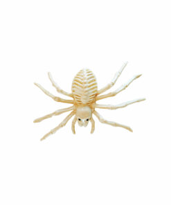 Plastic Skeleton Spider 13 x 24 x 5cm
