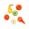 Fall Pumpkin Set 6pc