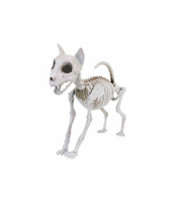 Cat Skeleton 30cm