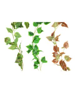 Cattail Vine 200cm Assorted