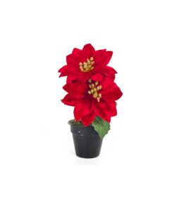 Red 2 Head Poinsettia In Pot 20cm