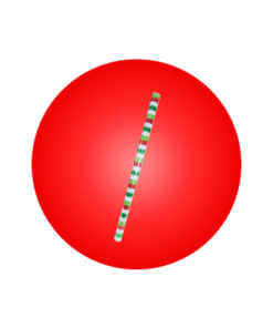 Christmas Gift Wraps