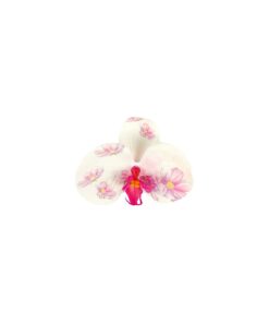 Phalaenopsis orchid Flower Hairclip 9cm