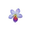 Bauhinia Flower Hairclip 7cm