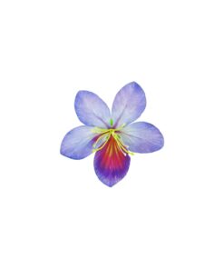 Bauhinia Flower Hairclip 7cm