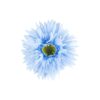 Gerbera jamesonii Flower Alligator Clip 11cm