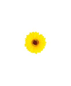 Gerbera Jamesonii Flower Hairclip 7cm