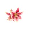 Lily Flower Hairclip 13cm