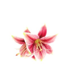Lily Flower Hairclip 13cm
