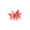 Lily Flower Hairclip 13cm Assorted