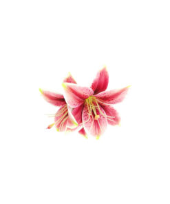 Lily Flower Hairclip 13cm