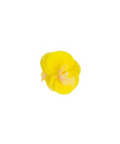 Phalaenopsis orchid Flower Alligator Clip 7cm