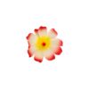 Plumeria Flower Hairclip 10cm