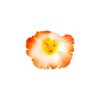 Hibiscus Flower Alligator Clip 9cm