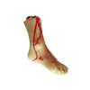 Halloween bloody Prop Foot 30 x 12.5 x 6cm