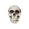 Head Of Skeleton