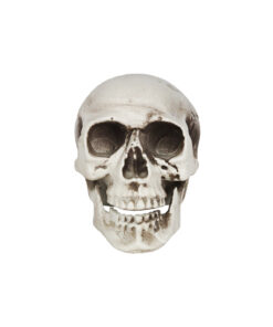 Head Of Skeleton