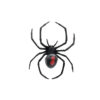 Giant Redback Spider